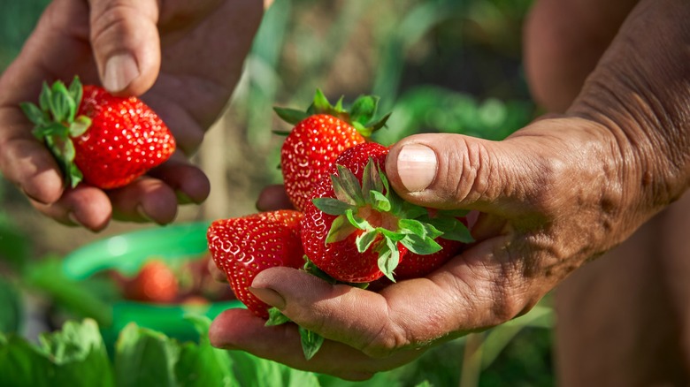 person holding strawberries