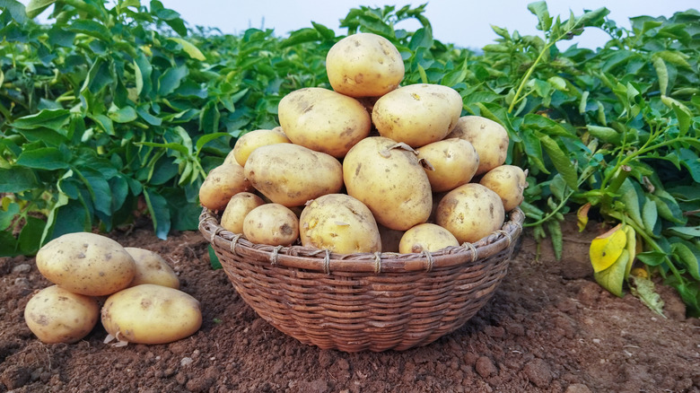 Potatoes in a basket