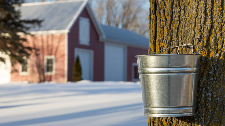 Harvesting sap from maple tree