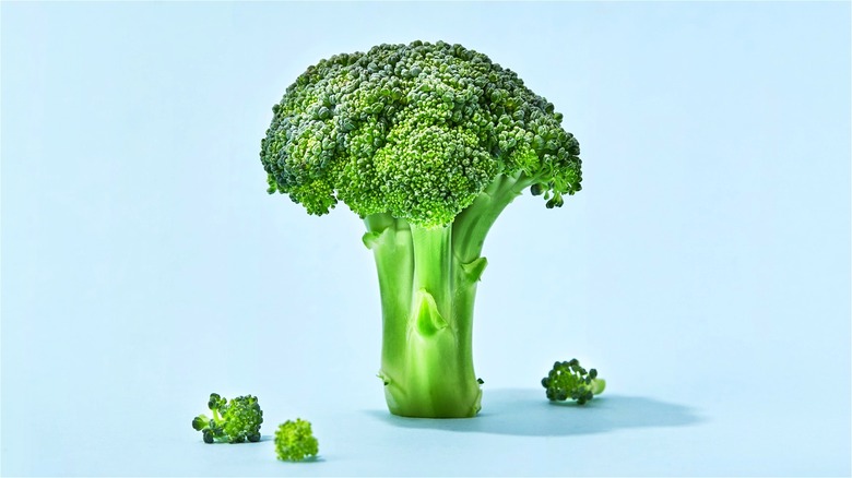 Head of broccoli on light blue back drop