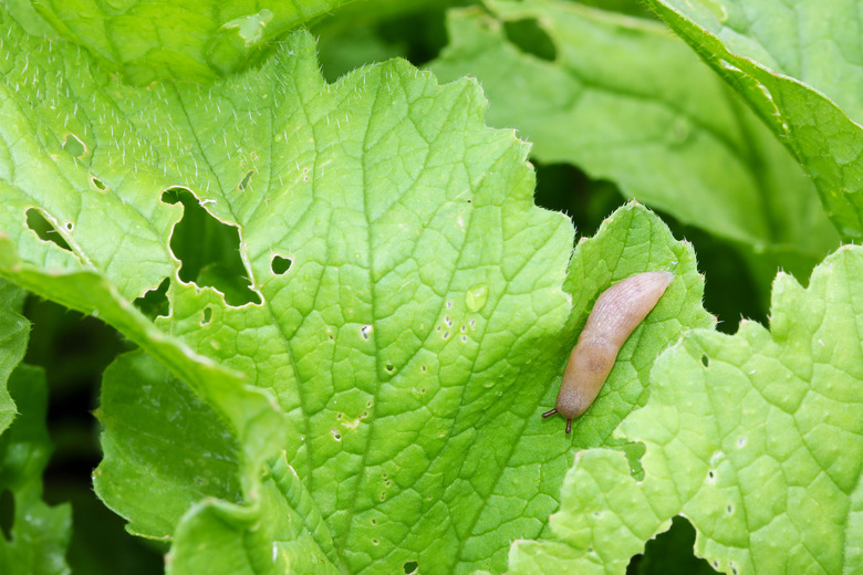slugs vegetables