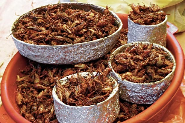 Grasshoppers — Mexico