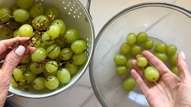 hand holding grapes off stems