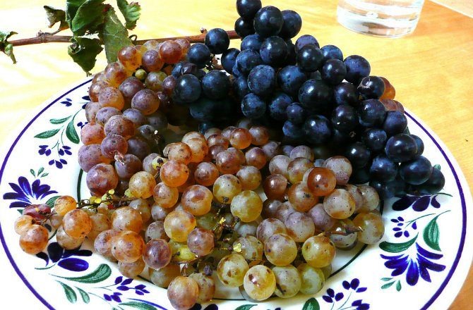 Nefarious Fruit Fly Threatens Bordeaux Vineyards with Sour Rot