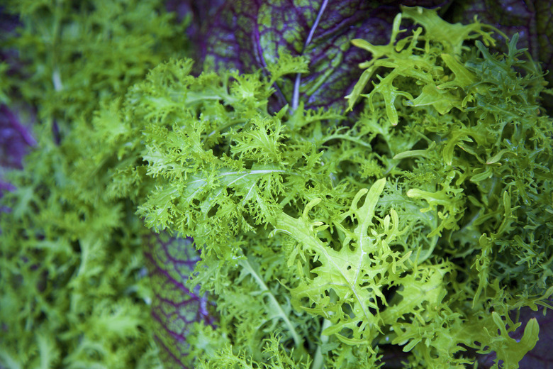 Mustard Greens