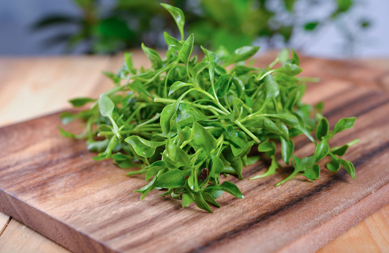 Watercress