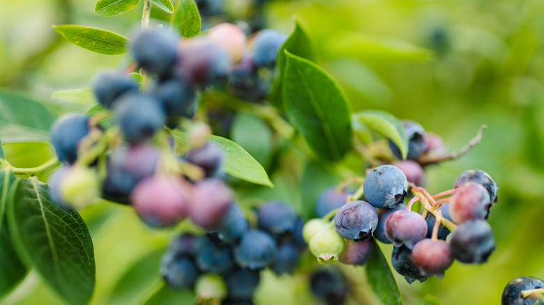 Underripe blueberries in reds and greens on a bush