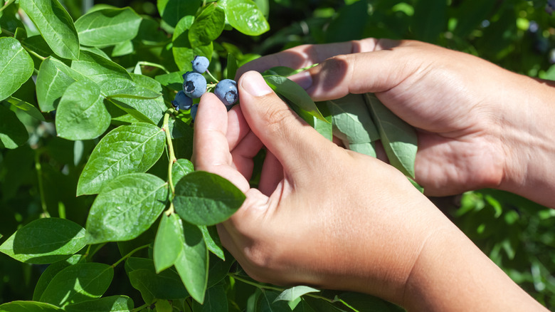 A person picks blueberries from a bush