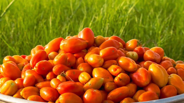 A harvest of tomatoes