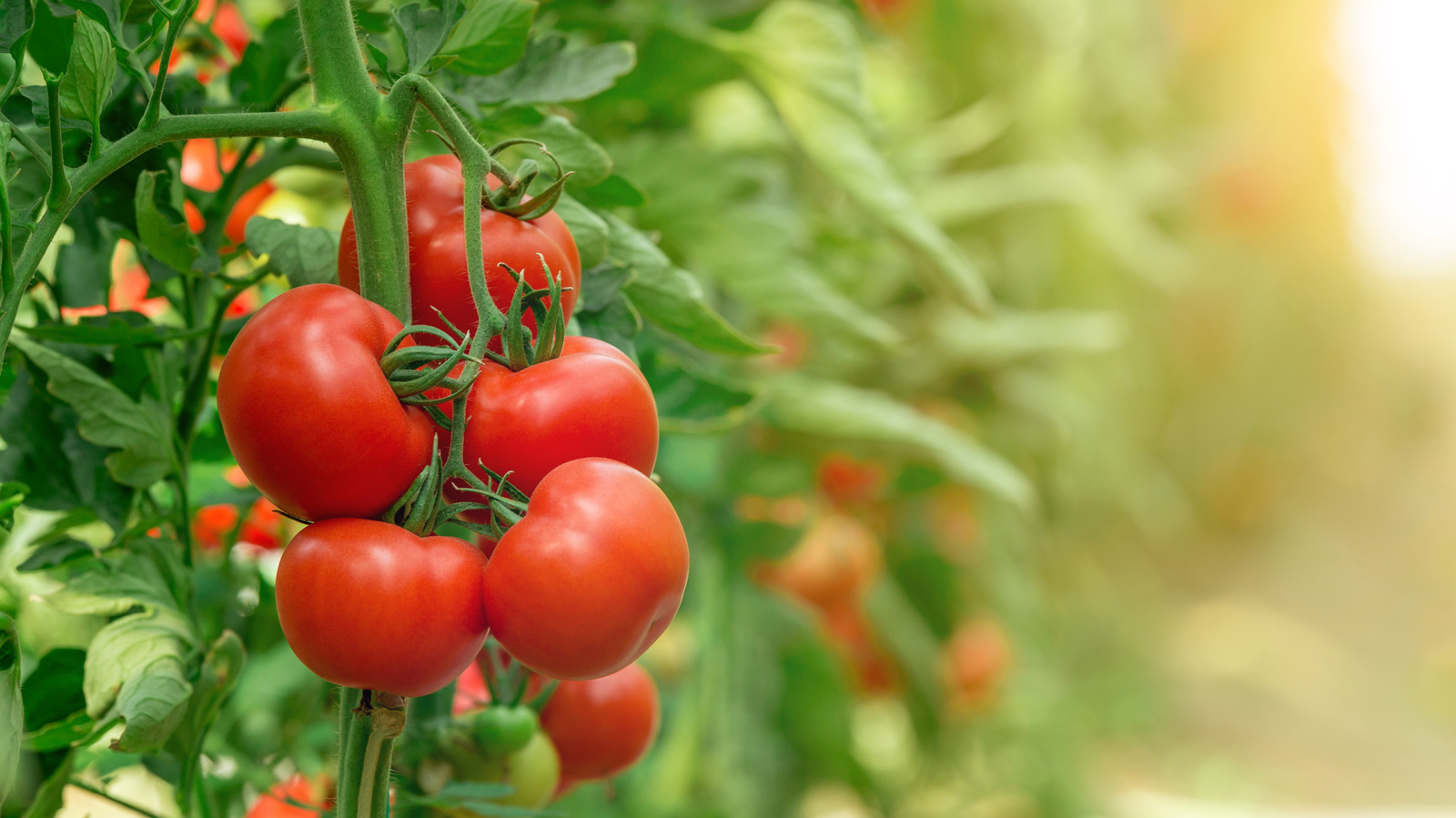 FoodWireDaily — Stop Planting Tomatoes In The Same Spot Every Year. Here's Why