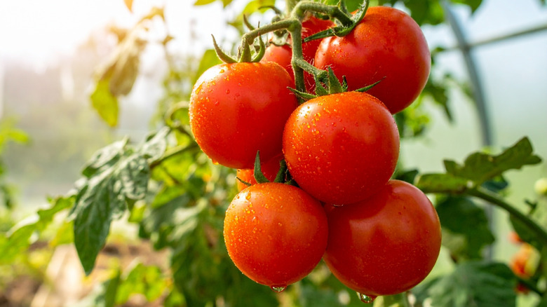 A cluster of bright red tomatoes growing on the vine, inside a greenhouse.