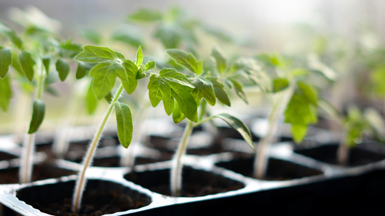 Tomato seedlings in starter pots, ready to be planted in the ground.