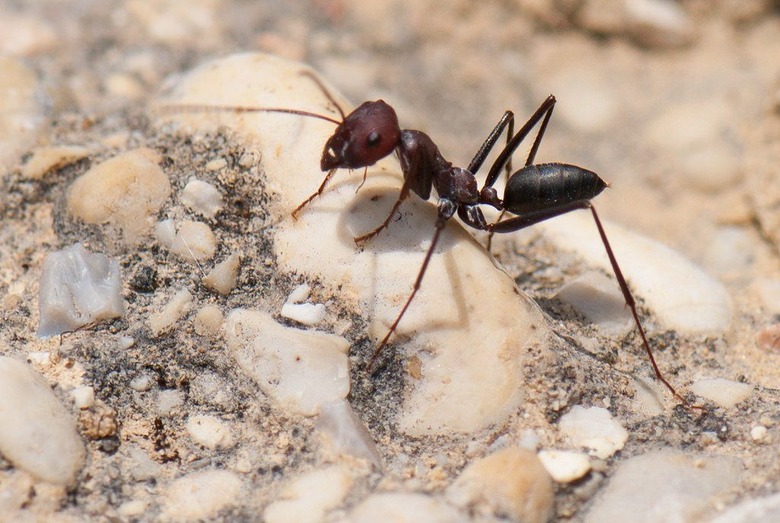 Stranded in the Desert, Hunter Survives for 6 Days by Eating Ants