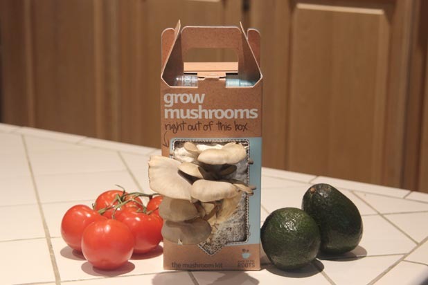 Mushroom Kit from Back to the Roots