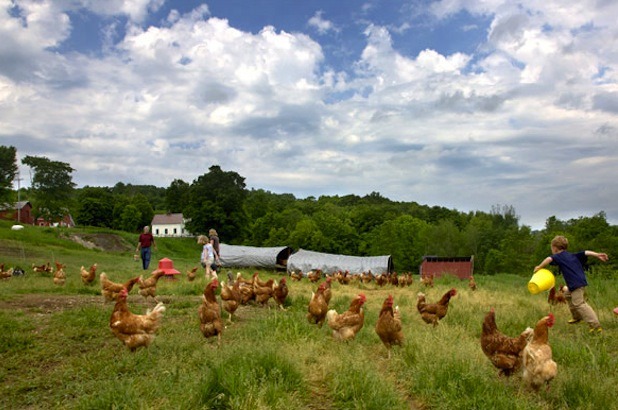 Upstate New York: Farm Camp at Flying Pigs Farm