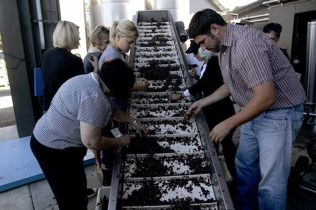 California: Sonoma Grape Camp