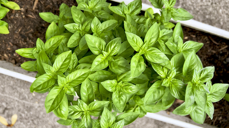 top down of basil plant