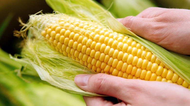 hands holding fresh cob of corn 