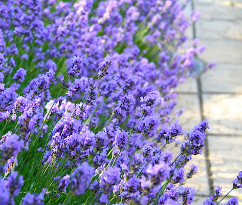Teas and Tonics for a Good Night's Sleep