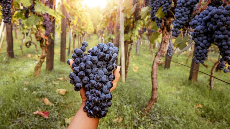 Holding bunch of grapes in vineyard