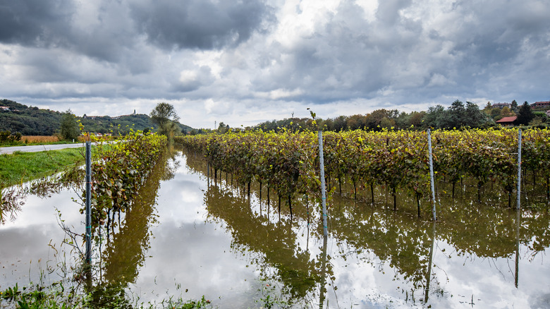 Flooded vineyard