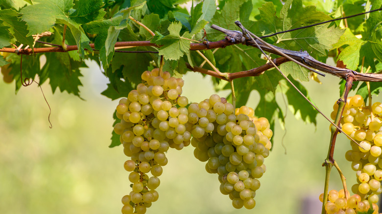 white Grapes on the vine
