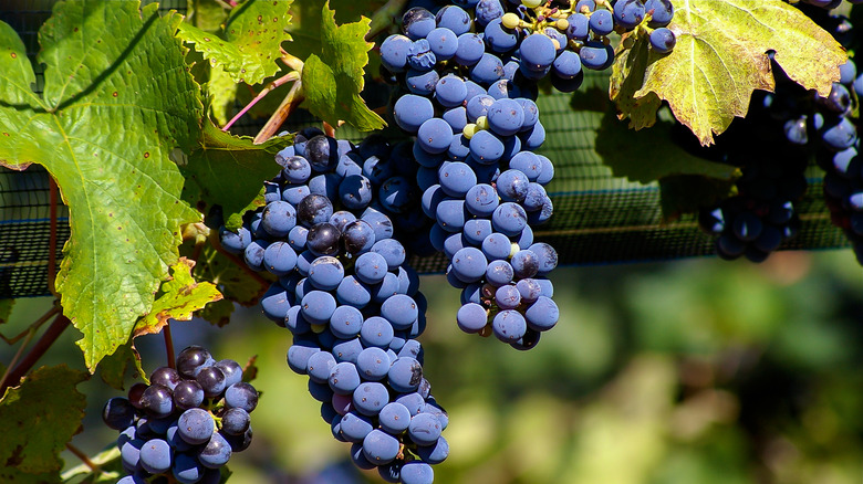 Malbec grapes 