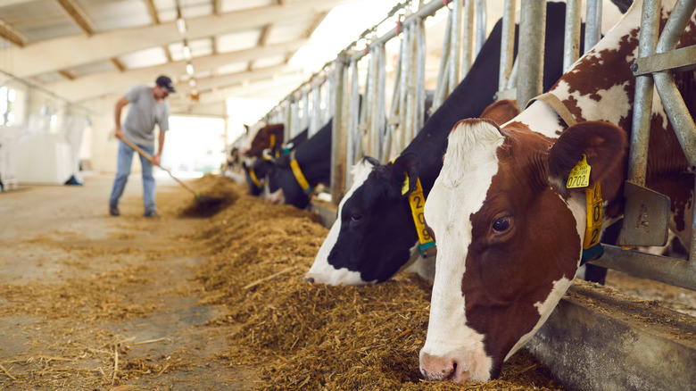 beef cattle eating feed