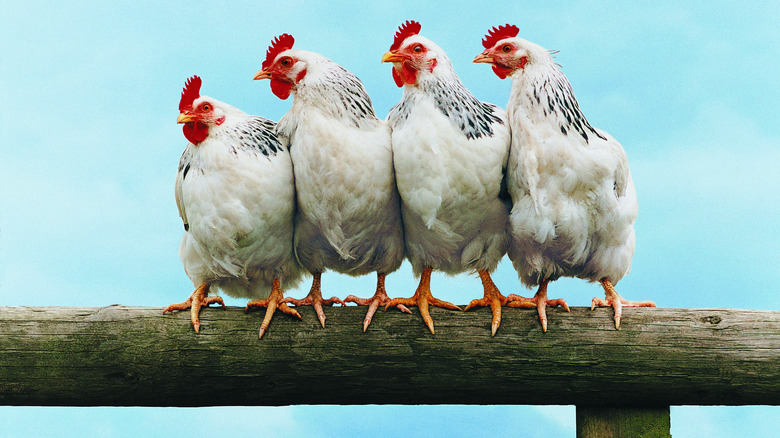 four chickens against blue background