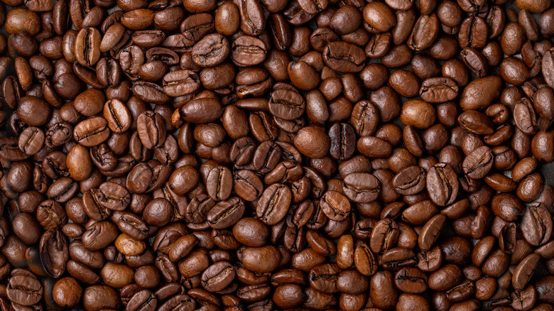 robusta coffee beans
