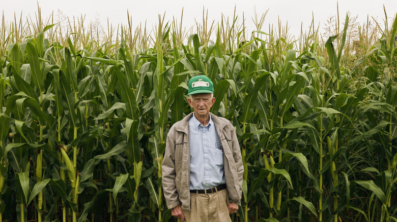 farmer standing in corn field