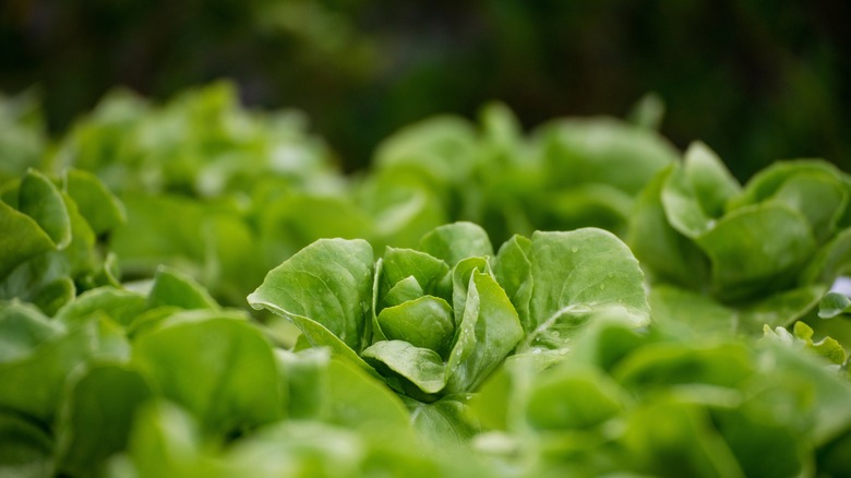 close up of lettuce