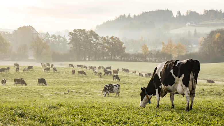Cows in a field