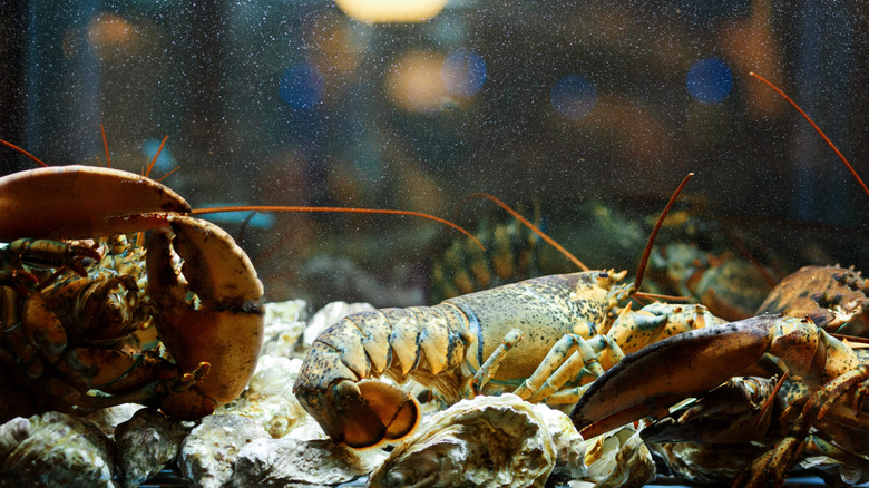 Two lobsters in a lobster tank