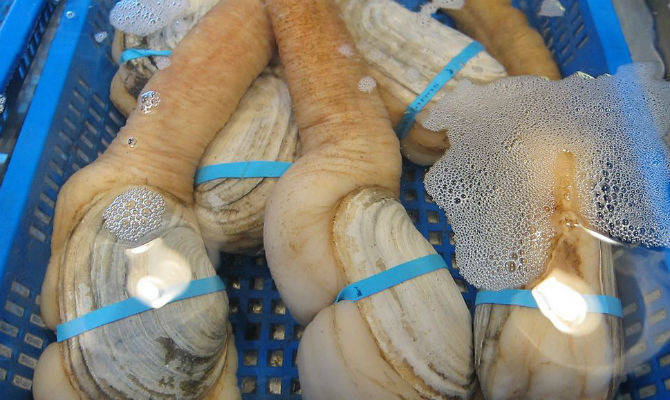 geoduck