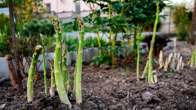 Asparagus stalks growing out of soil in garden