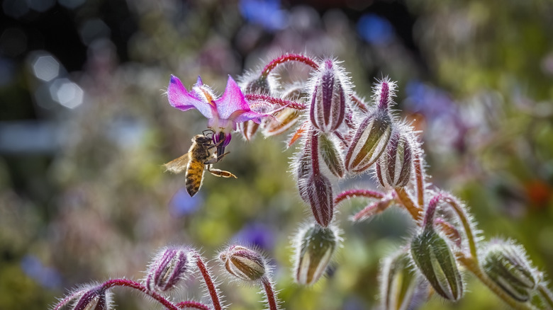 Bee visiting a borage plant flower