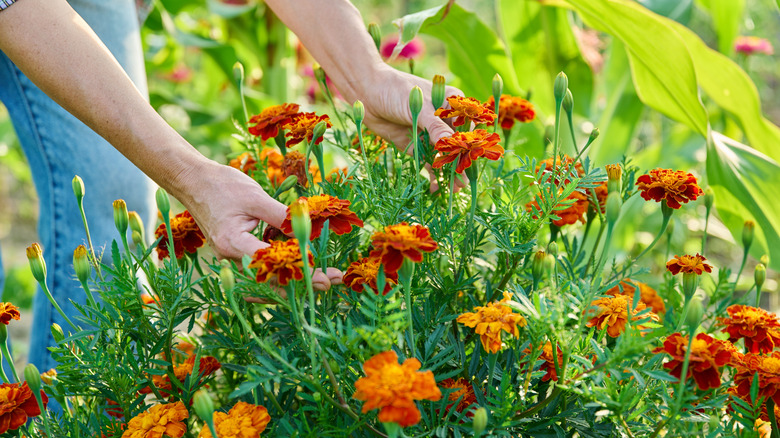 Hands handle marigold flowers