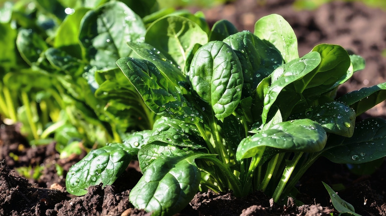 Spinach plants in sun with water droplets on leaves