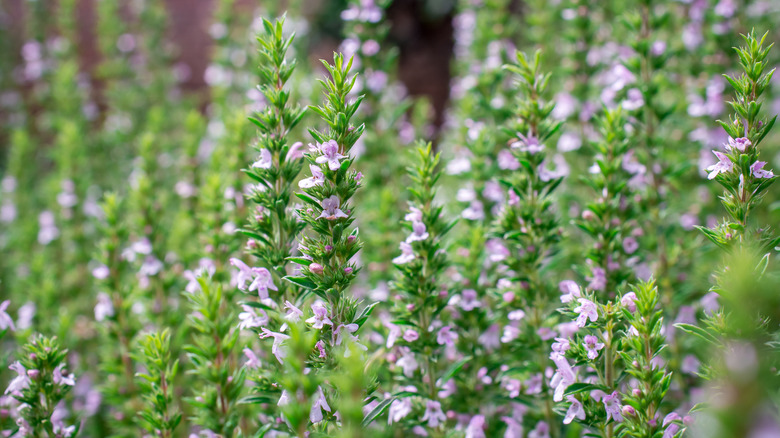Many flowering thyme plants in sun