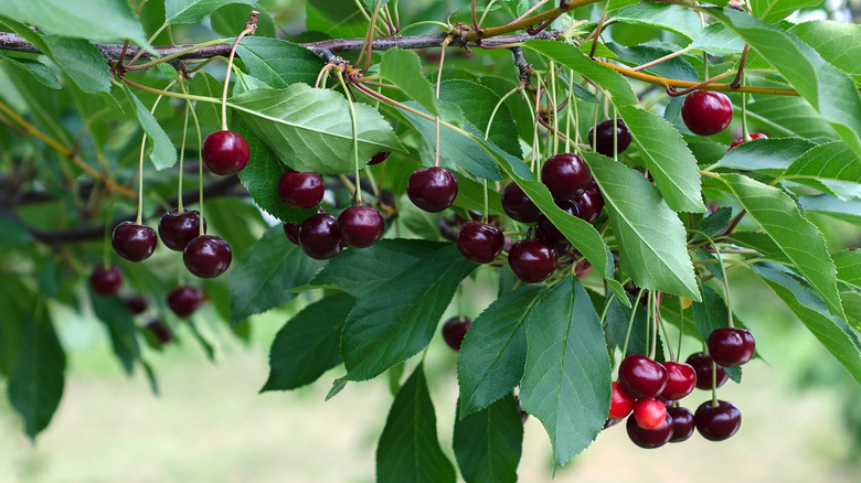Red cherries growing on a tree