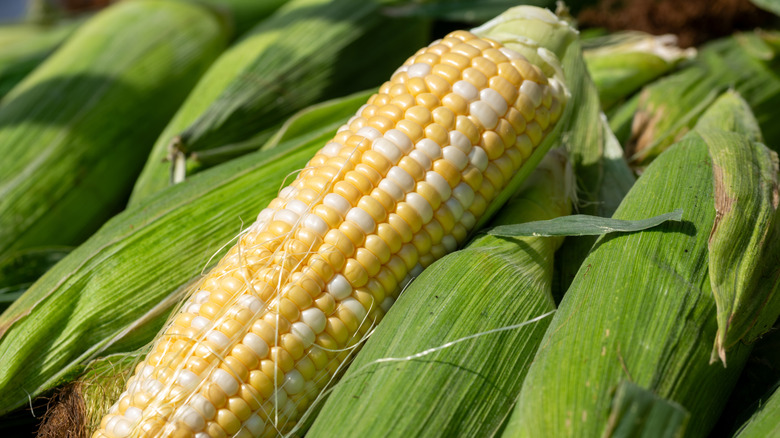 Unshucked corn on the cob