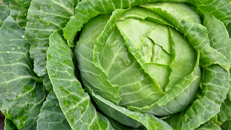 Closeup on head of cabbage