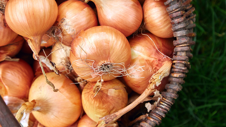 Basket of yellow onions