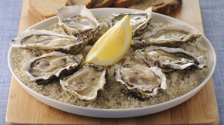 Raw oysters on bed of salt