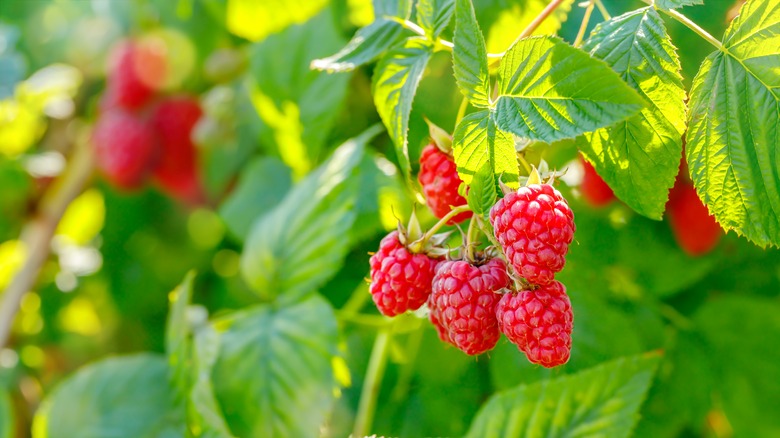 Raspberries on the vine