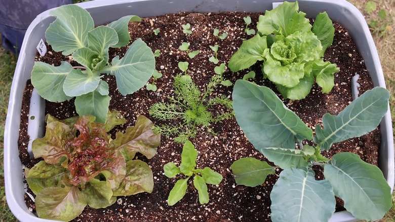 Vegetables growing in large plastic container