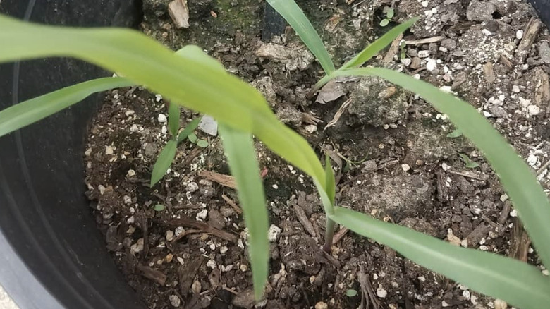 teosinte plant
