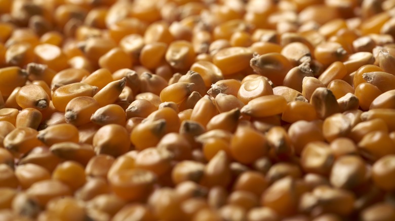 Unpopped popcorn kernels