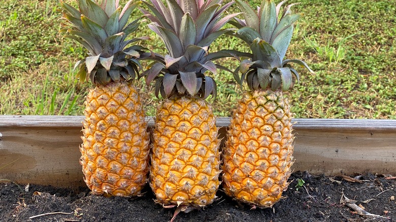 Antigua black pineapples in dirt patch